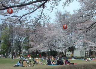 Hanami au Japon