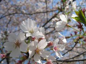 Fleurs de sakura