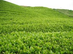 Japanese tea field