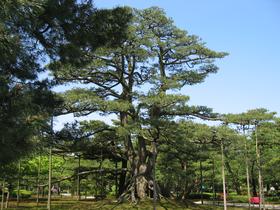Pin aux racines surélevées, dans le jardin du Kenroku-en